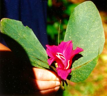 Schmetterling aus Bl&auml;ttern